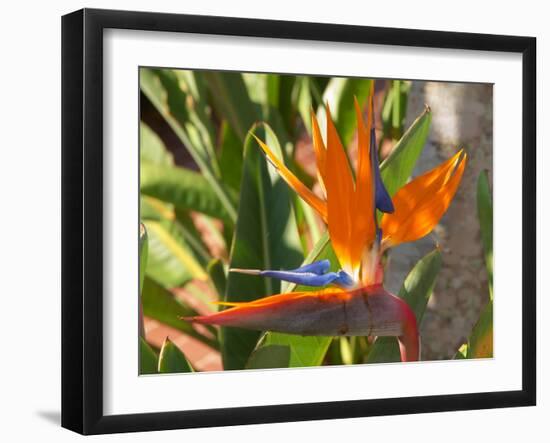 Bird-of-Paradise Flower, Sunshine Coast, Queensland, Australia-David Wall-Framed Photographic Print
