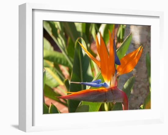 Bird-of-Paradise Flower, Sunshine Coast, Queensland, Australia-David Wall-Framed Photographic Print