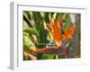 Bird-of-Paradise Flower, Sunshine Coast, Queensland, Australia-David Wall-Framed Photographic Print