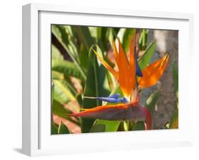 Bird-of-Paradise Flower, Sunshine Coast, Queensland, Australia-David Wall-Framed Photographic Print