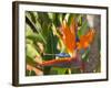 Bird-of-Paradise Flower, Sunshine Coast, Queensland, Australia-David Wall-Framed Photographic Print