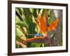 Bird-of-Paradise Flower, Sunshine Coast, Queensland, Australia-David Wall-Framed Photographic Print