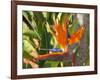 Bird-of-Paradise Flower, Sunshine Coast, Queensland, Australia-David Wall-Framed Photographic Print