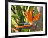 Bird-of-Paradise Flower, Sunshine Coast, Queensland, Australia-David Wall-Framed Photographic Print