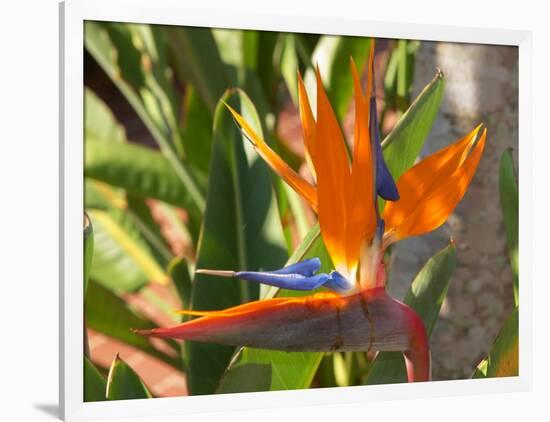 Bird-of-Paradise Flower, Sunshine Coast, Queensland, Australia-David Wall-Framed Photographic Print