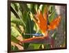 Bird-of-Paradise Flower, Sunshine Coast, Queensland, Australia-David Wall-Framed Photographic Print