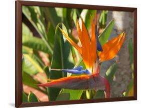 Bird-of-Paradise Flower, Sunshine Coast, Queensland, Australia-David Wall-Framed Photographic Print