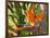 Bird-of-Paradise Flower, Sunshine Coast, Queensland, Australia-David Wall-Framed Photographic Print