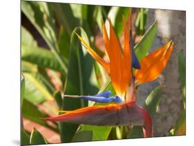 Bird-of-Paradise Flower, Sunshine Coast, Queensland, Australia-David Wall-Mounted Photographic Print