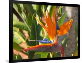 Bird-of-Paradise Flower, Sunshine Coast, Queensland, Australia-David Wall-Framed Photographic Print