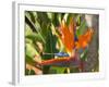 Bird-of-Paradise Flower, Sunshine Coast, Queensland, Australia-David Wall-Framed Photographic Print