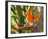 Bird-of-Paradise Flower, Sunshine Coast, Queensland, Australia-David Wall-Framed Photographic Print