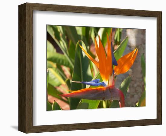 Bird-of-Paradise Flower, Sunshine Coast, Queensland, Australia-David Wall-Framed Photographic Print