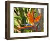 Bird-of-Paradise Flower, Sunshine Coast, Queensland, Australia-David Wall-Framed Photographic Print