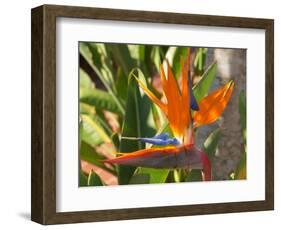 Bird-of-Paradise Flower, Sunshine Coast, Queensland, Australia-David Wall-Framed Photographic Print