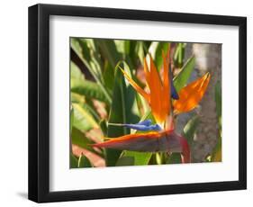 Bird-of-Paradise Flower, Sunshine Coast, Queensland, Australia-David Wall-Framed Photographic Print