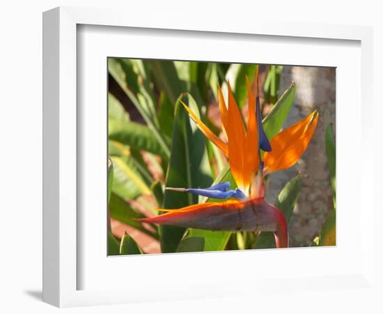 Bird-of-Paradise Flower, Sunshine Coast, Queensland, Australia-David Wall-Framed Photographic Print