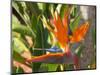 Bird-of-Paradise Flower, Sunshine Coast, Queensland, Australia-David Wall-Mounted Photographic Print