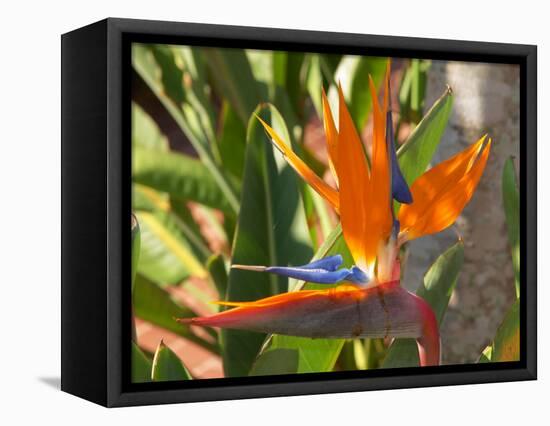 Bird-of-Paradise Flower, Sunshine Coast, Queensland, Australia-David Wall-Framed Stretched Canvas