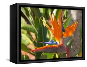 Bird-of-Paradise Flower, Sunshine Coast, Queensland, Australia-David Wall-Framed Stretched Canvas