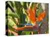 Bird-of-Paradise Flower, Sunshine Coast, Queensland, Australia-David Wall-Stretched Canvas