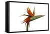 Bird of Paradise Flower-Victor De Schwanberg-Framed Stretched Canvas