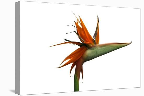 Bird of Paradise Flower-Victor De Schwanberg-Stretched Canvas