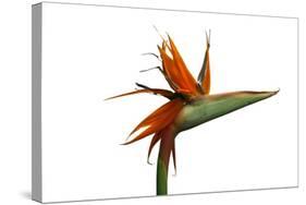 Bird of Paradise Flower-Victor De Schwanberg-Stretched Canvas