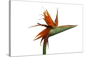 Bird of Paradise Flower-Victor De Schwanberg-Stretched Canvas