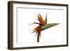 Bird of Paradise Flower-Victor De Schwanberg-Framed Premium Photographic Print