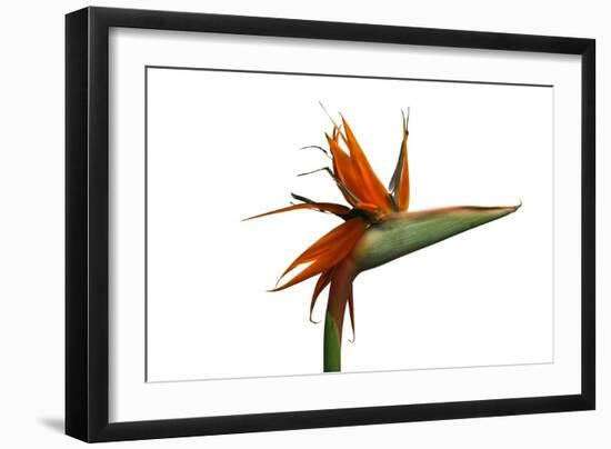 Bird of Paradise Flower-Victor De Schwanberg-Framed Premium Photographic Print