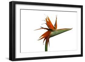 Bird of Paradise Flower-Victor De Schwanberg-Framed Premium Photographic Print