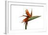 Bird of Paradise Flower-Victor De Schwanberg-Framed Premium Photographic Print