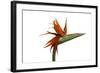 Bird of Paradise Flower-Victor De Schwanberg-Framed Premium Photographic Print