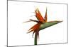 Bird of Paradise Flower-Victor De Schwanberg-Mounted Premium Photographic Print