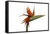 Bird of Paradise Flower-Victor De Schwanberg-Framed Stretched Canvas