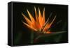 Bird of Paradise Flower-Martin Harvey-Framed Stretched Canvas