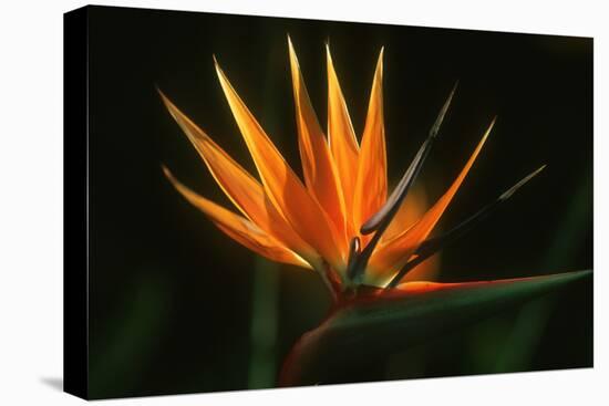 Bird of Paradise Flower-Martin Harvey-Stretched Canvas