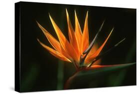 Bird of Paradise Flower-Martin Harvey-Stretched Canvas