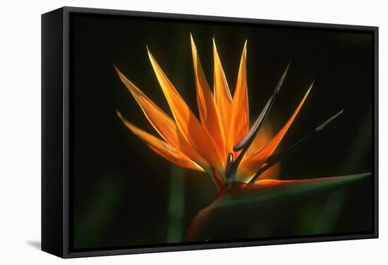 Bird of Paradise Flower-Martin Harvey-Framed Stretched Canvas