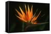 Bird of Paradise Flower-Martin Harvey-Framed Stretched Canvas