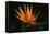 Bird of Paradise Flower-Martin Harvey-Framed Stretched Canvas