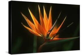 Bird of Paradise Flower-Martin Harvey-Stretched Canvas