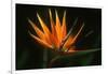 Bird of Paradise Flower-Martin Harvey-Framed Premium Photographic Print