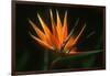 Bird of Paradise Flower-Martin Harvey-Framed Premium Photographic Print