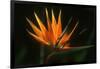 Bird of Paradise Flower-Martin Harvey-Framed Premium Photographic Print