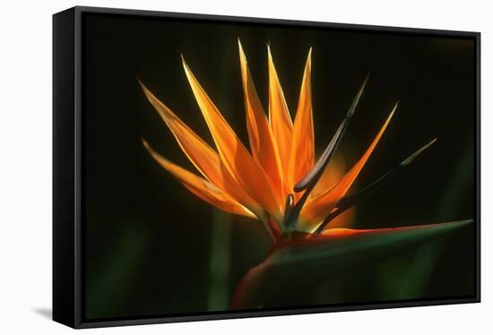 Bird of Paradise Flower-Martin Harvey-Framed Stretched Canvas