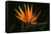 Bird of Paradise Flower-Martin Harvey-Framed Stretched Canvas