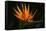 Bird of Paradise Flower-Martin Harvey-Framed Stretched Canvas