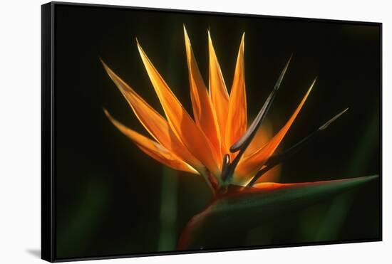 Bird of Paradise Flower-Martin Harvey-Framed Stretched Canvas